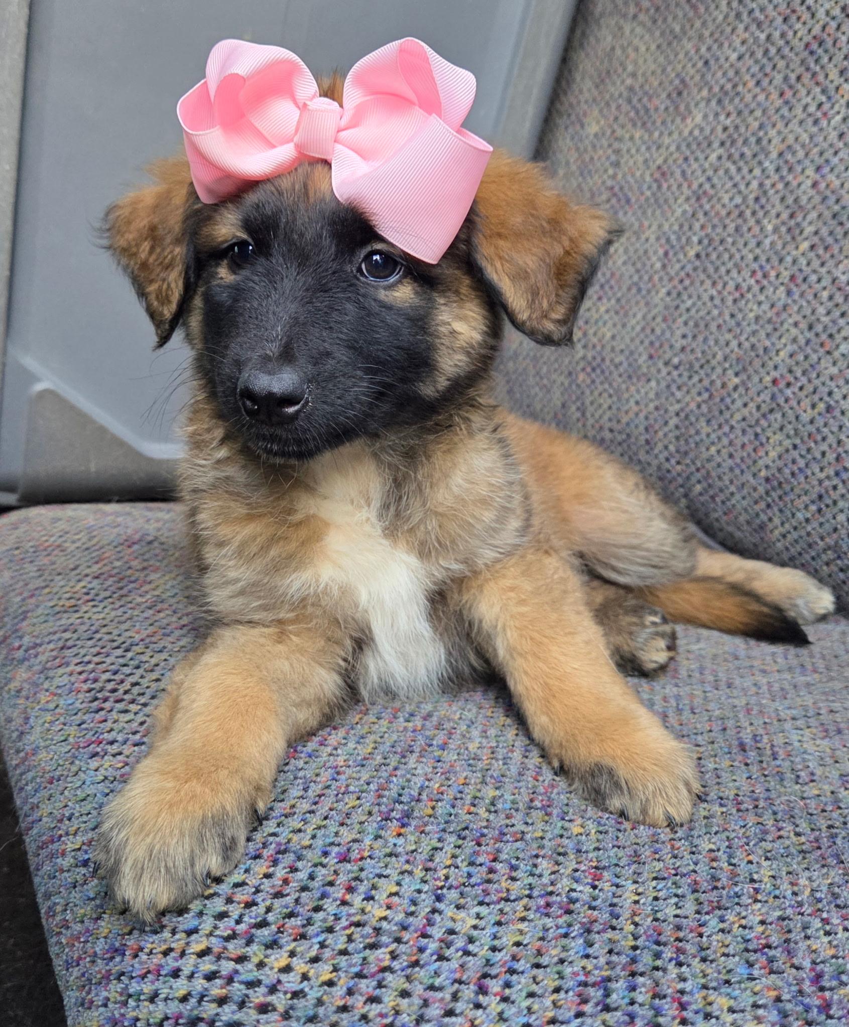 Enlarge Raina , an adopted mixed breed in Gilbert, SC image 5/6