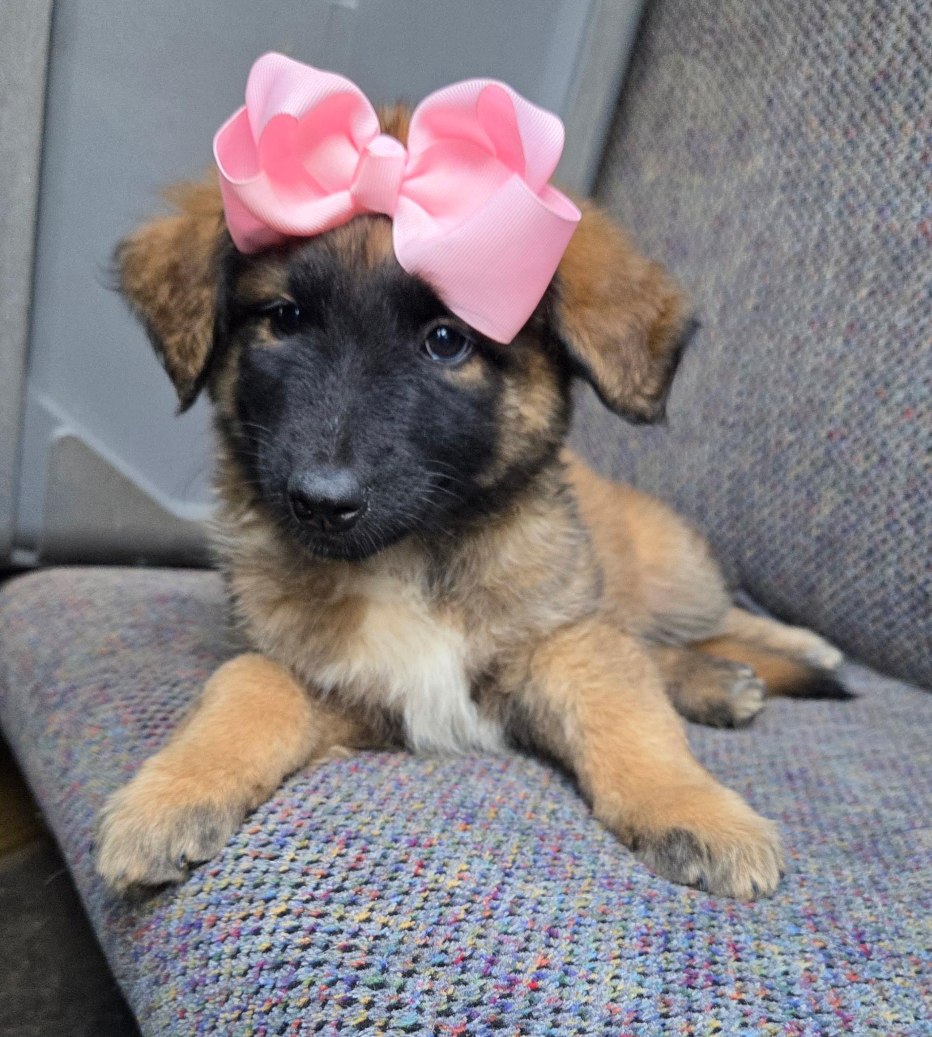 Enlarge Raina , an adopted mixed breed in Gilbert, SC image 6/6