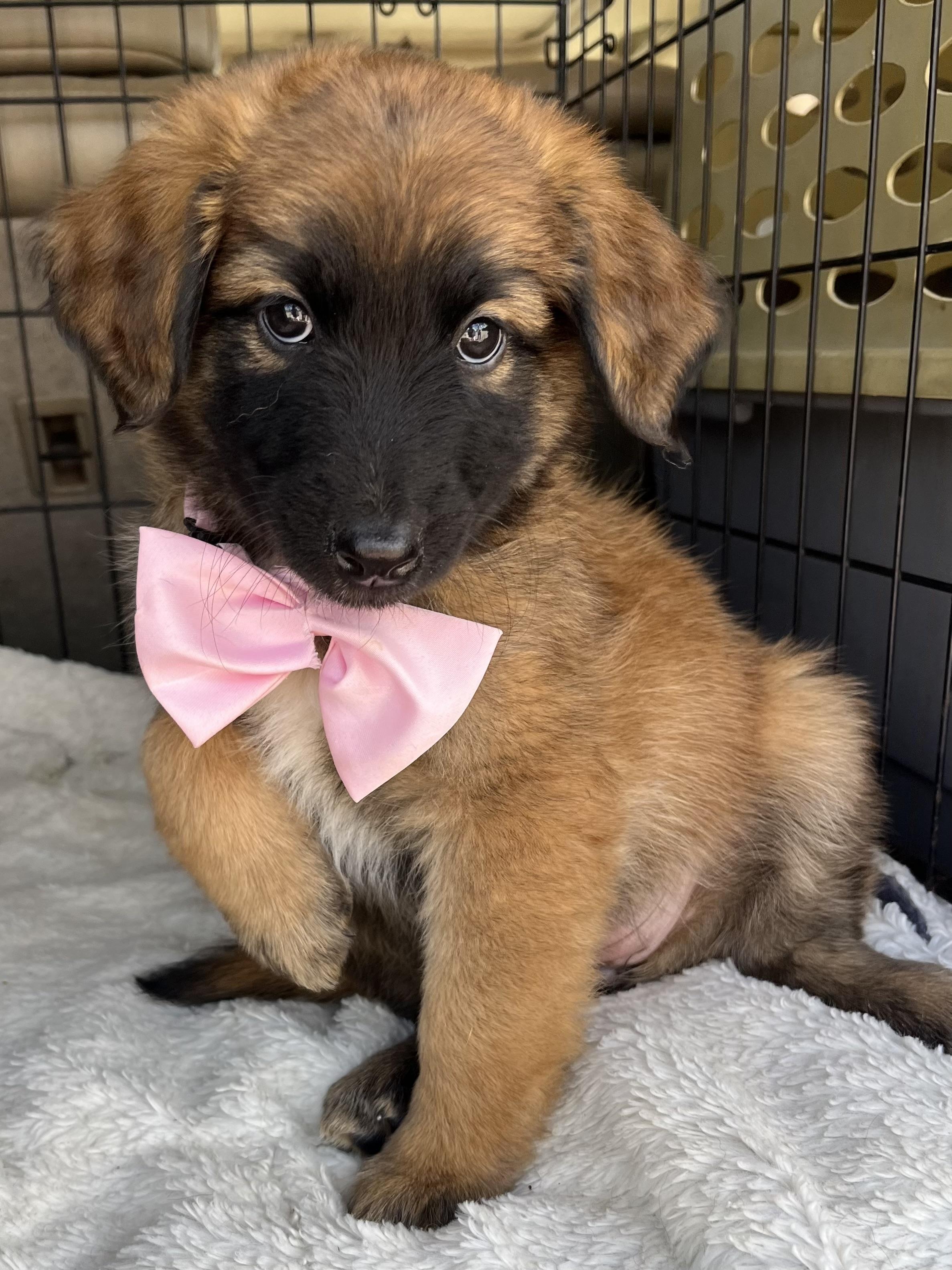 Enlarge Raina , a Adoptable mixed breed in Gilbert, SC image 6/6