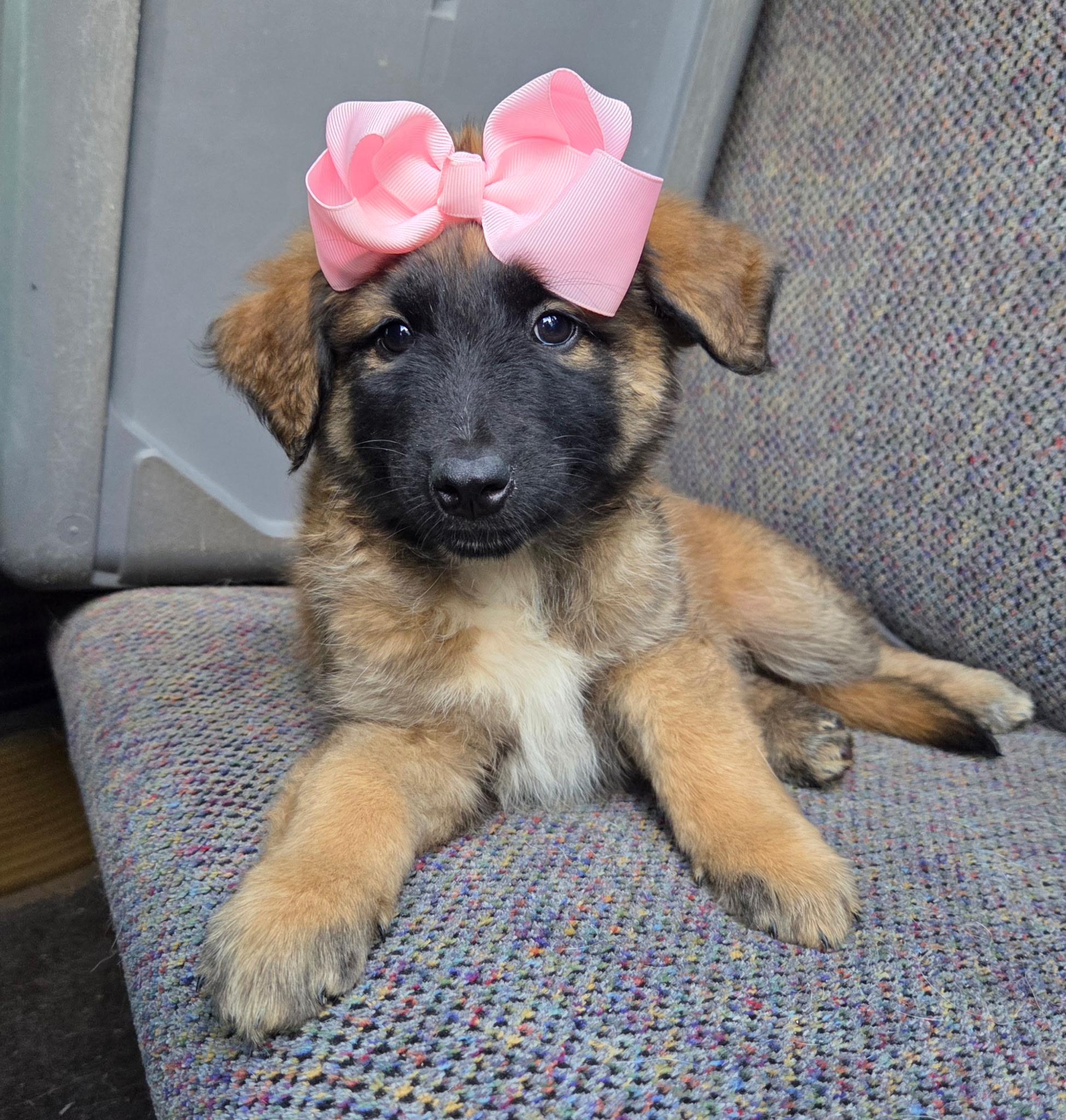 Enlarge Raina , an adopted mixed breed in Gilbert, SC image 2/6