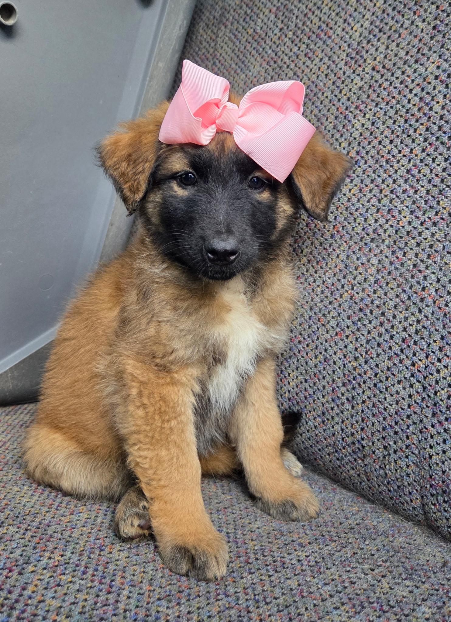 Enlarge Raina , an adopted mixed breed in Gilbert, SC image 4/6