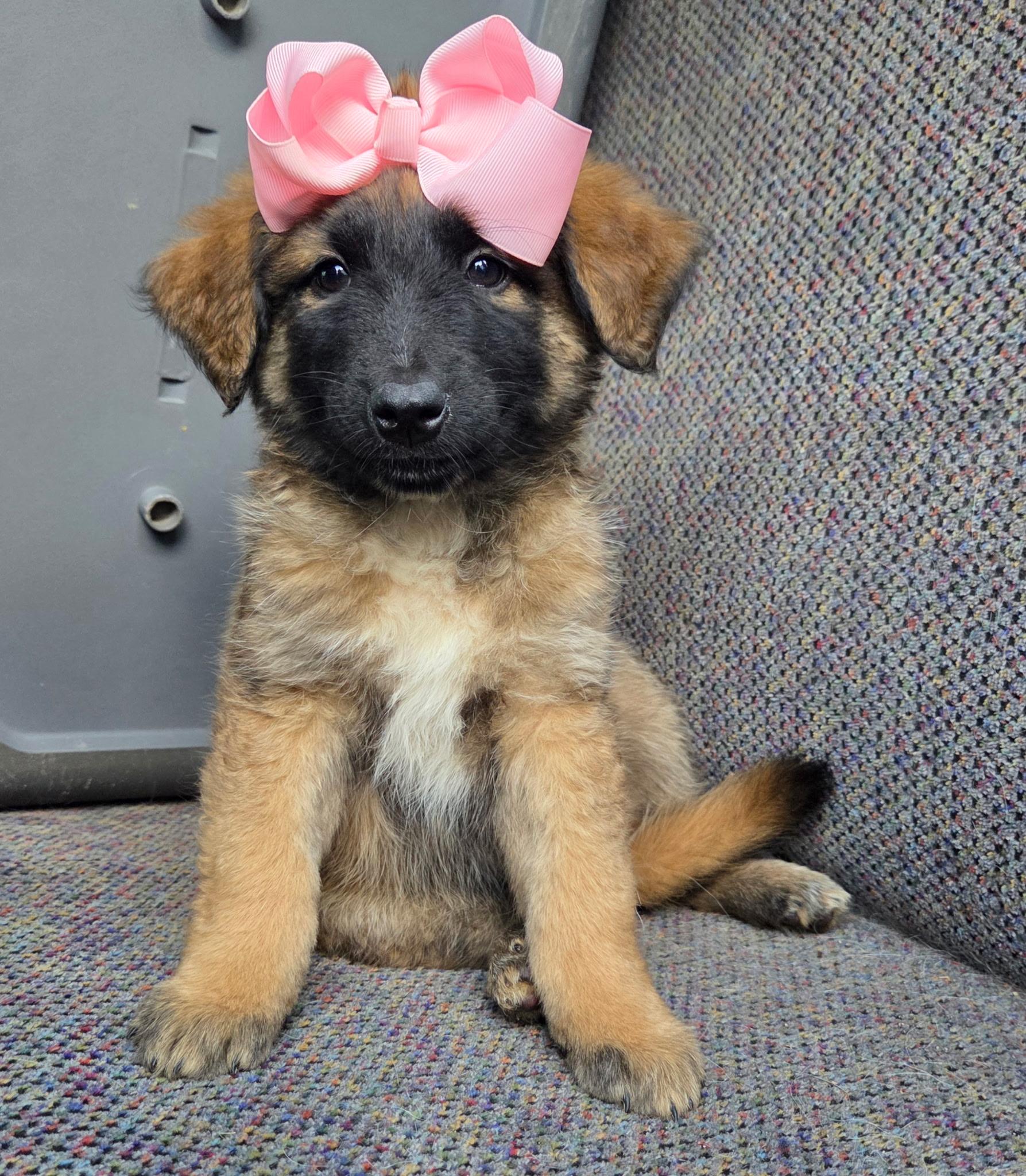 Raina , adopted, Puppy Female German Shepherd Dog & Mixed Breed.
