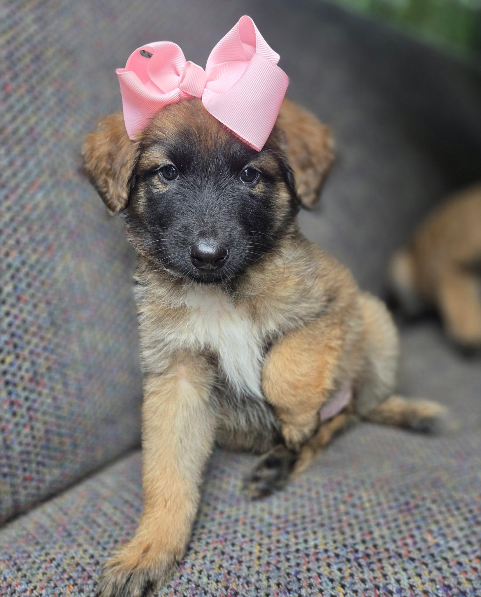 Enlarge Raina , a Adoptable mixed breed in Gilbert, SC image 3/6