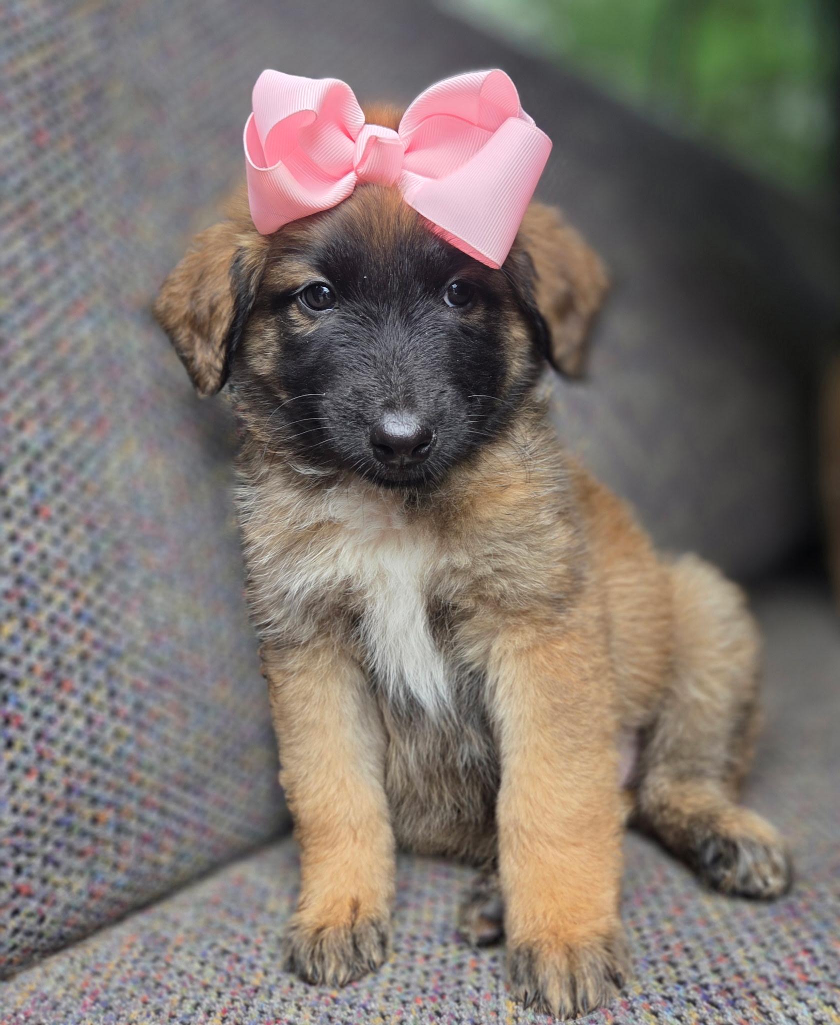 Enlarge Raina , a Adoptable mixed breed in Gilbert, SC image 1/6