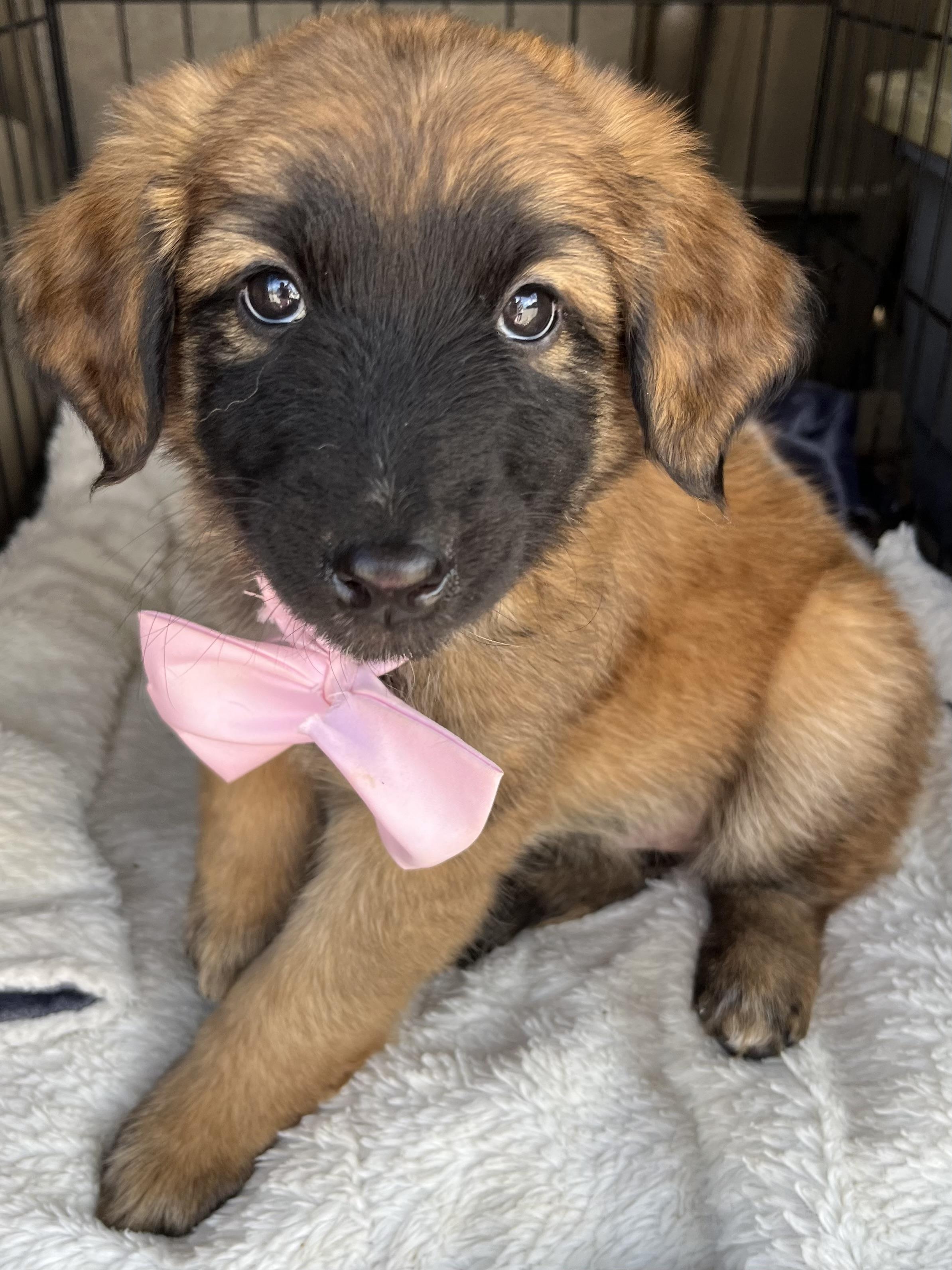 Enlarge Raina , a Adoptable mixed breed in Gilbert, SC image 4/6