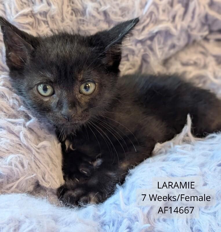 Laramie, Adoptable, Young Female Domestic Short Hair.