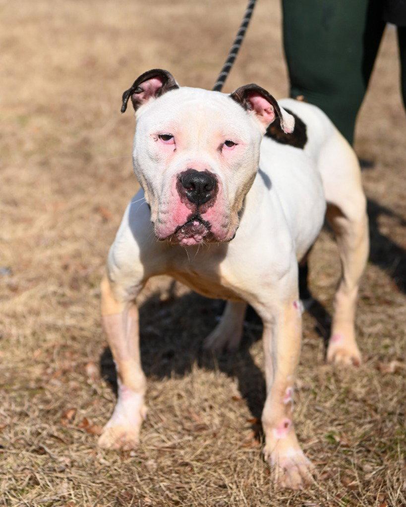 DA 48 Ivory, Adoptable, Adult Female Pit Bull Terrier.