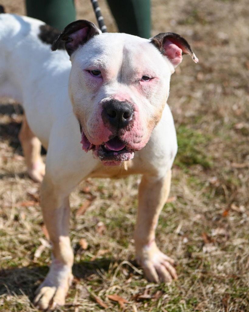Enlarge DA 48 Ivory, a Adoptable Pit Bull Terrier in Glen Allen, VA image 1/3