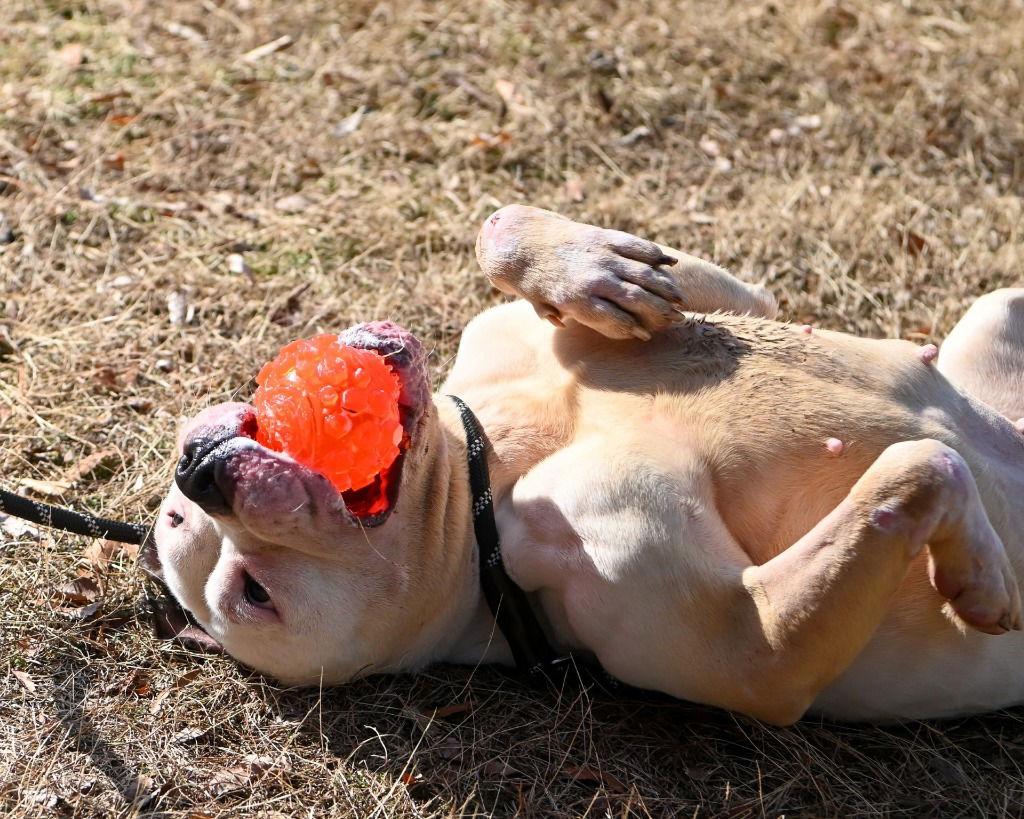 Enlarge DA 48 Ivory, a Adoptable Pit Bull Terrier in Glen Allen, VA image 2/3