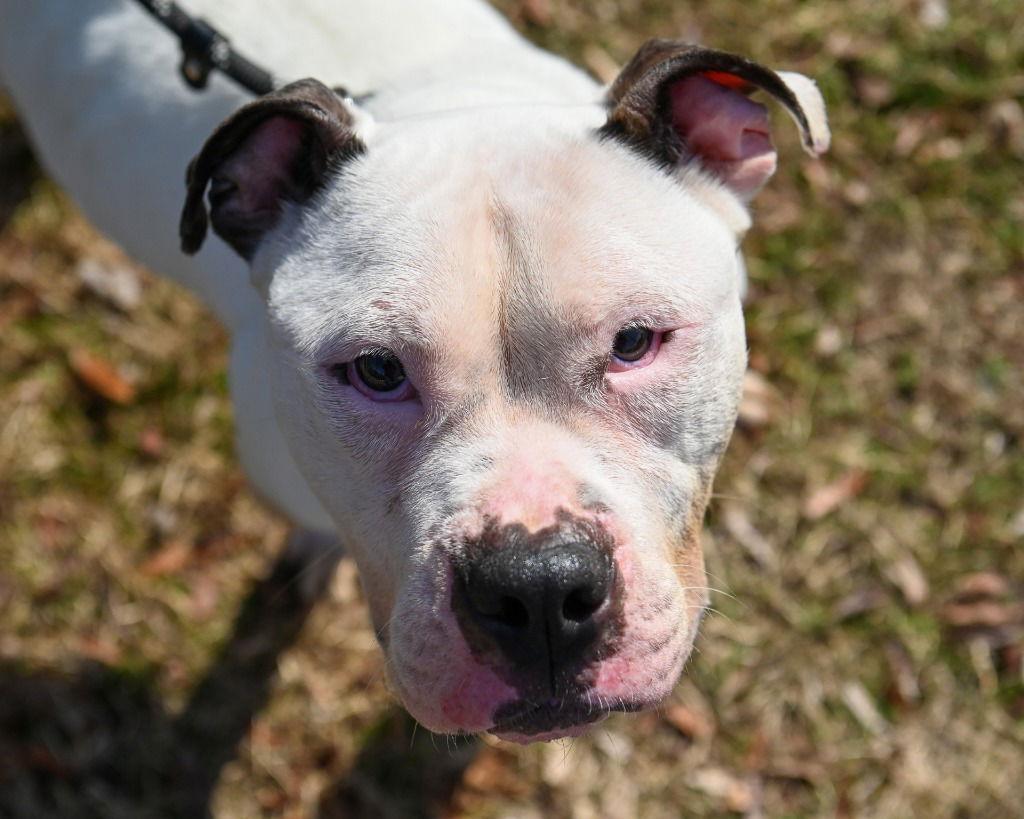 Enlarge DA 48 Ivory, a Adoptable Pit Bull Terrier in Glen Allen, VA image 3/3