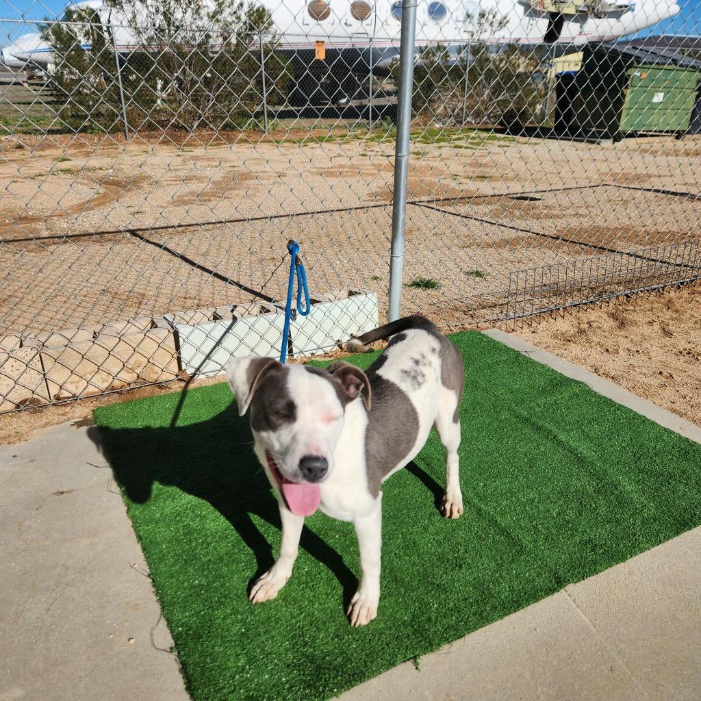 Enlarge Sienna, a Adoptable mixed breed in California City, CA image 1/2