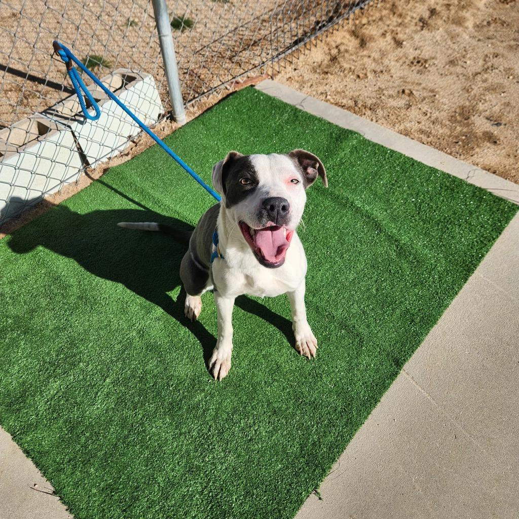 Enlarge Sienna, a Adoptable mixed breed in California City, CA image 2/2