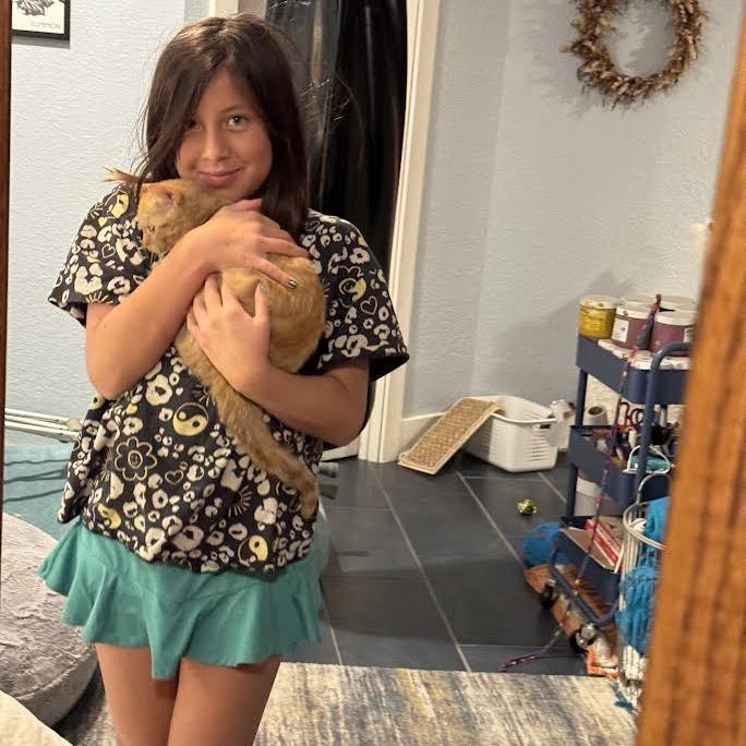 Ginger, a Adoptable Domestic Short Hair in Madison, WI image 1/3