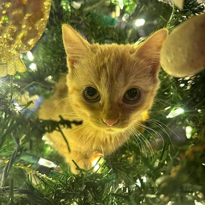 Ginger, a Adoptable Domestic Short Hair in Madison, WI image 2/3