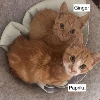 Ginger, a Adoptable Domestic Short Hair in Madison, WI image 3/3