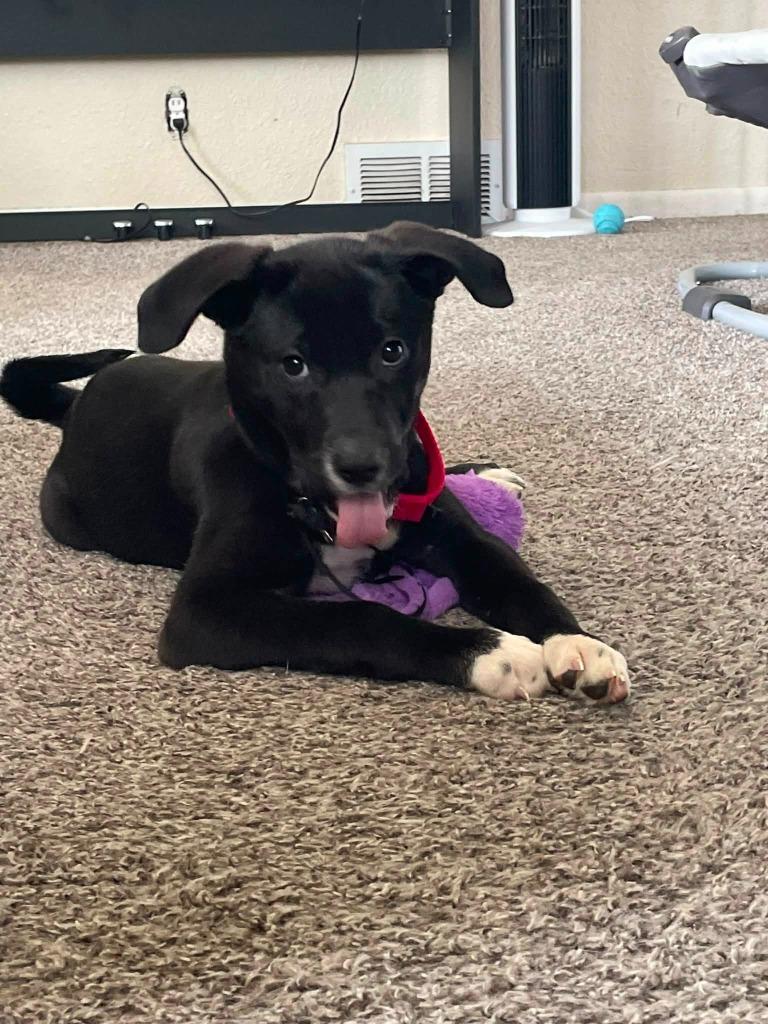 Wheezie, Adoptable, Puppy Female Mixed Breed.