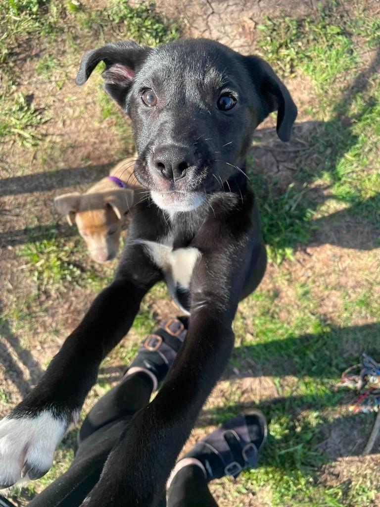 Enlarge Wheezie, a Adoptable mixed breed in Fond Du Lac, WI image 2/6