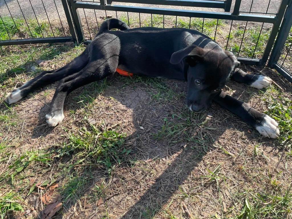 Enlarge Wheezie, a Adoptable mixed breed in Fond Du Lac, WI image 3/6