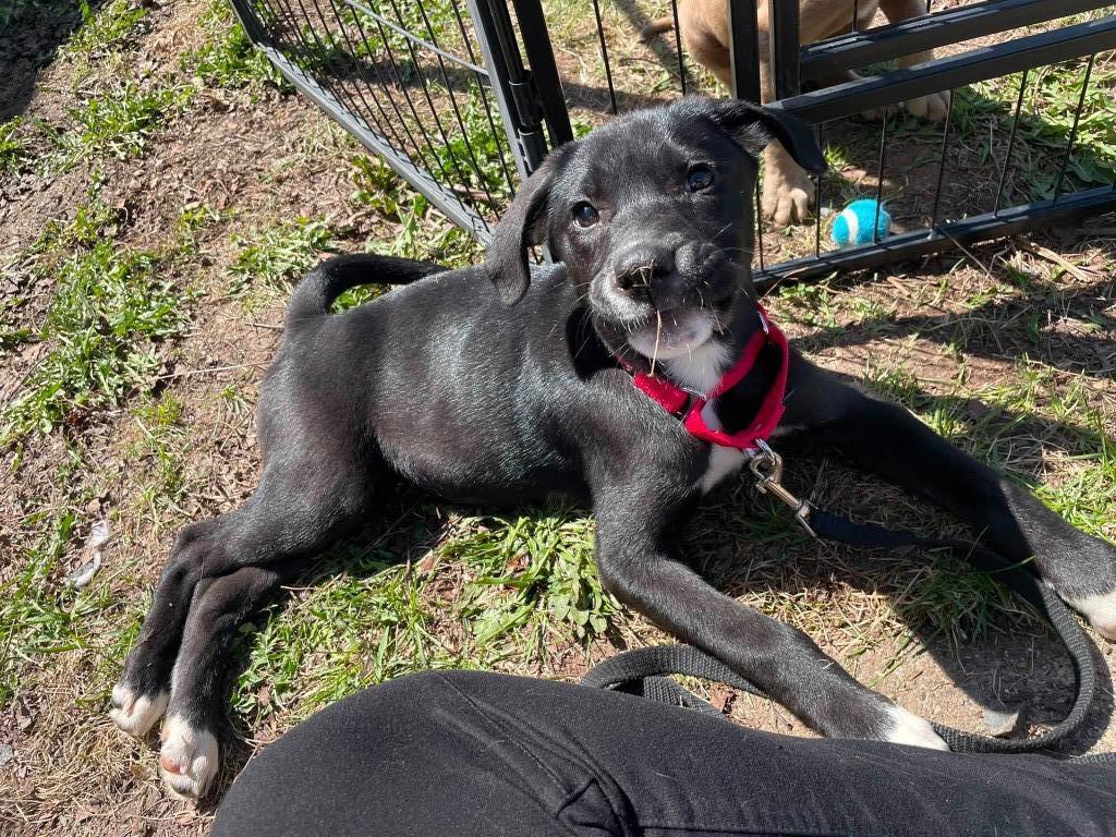 Enlarge Wheezie, a Adoptable mixed breed in Fond Du Lac, WI image 4/6