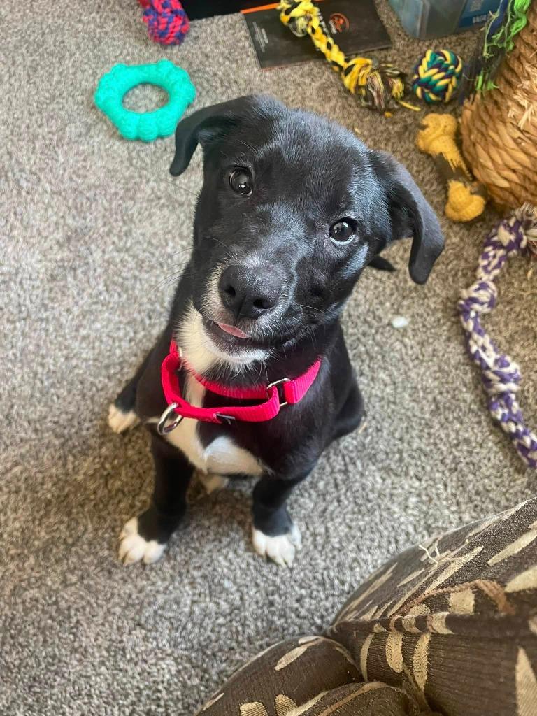 Enlarge Wheezie, a Adoptable mixed breed in Fond Du Lac, WI image 5/6