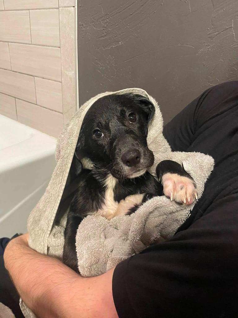 Enlarge Wheezie, a Adoptable mixed breed in Fond Du Lac, WI image 6/6