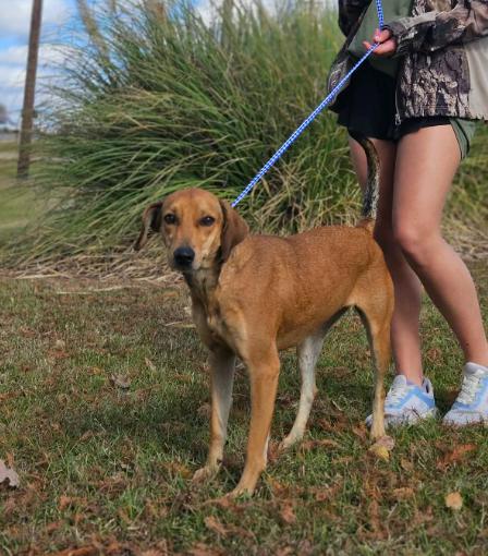 Enlarge Melody in LA, a Adoptable Labrador Retriever in Cranston, RI image 1/3
