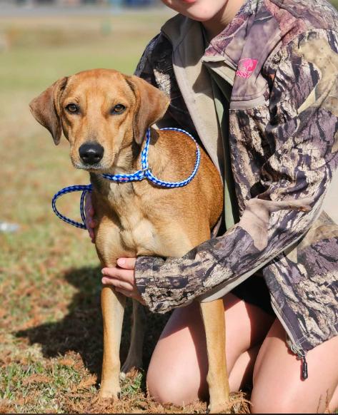 Enlarge Melody in LA, a Adoptable Labrador Retriever in Cranston, RI image 2/3