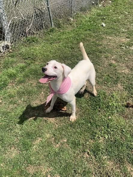 Kat, Adoptable, Young Female Labrador Retriever.