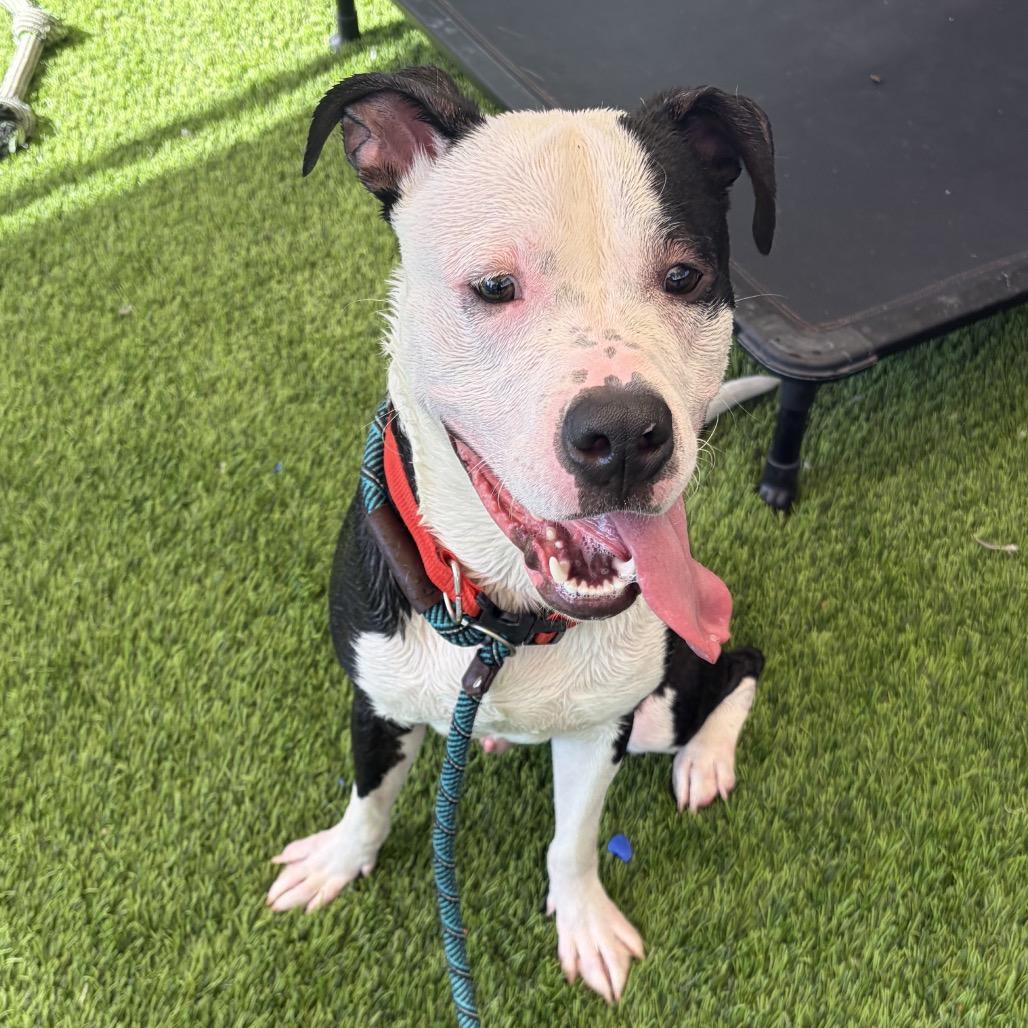 Enlarge Doyle, a Adoptable mixed breed in Henderson, NV image 1/3