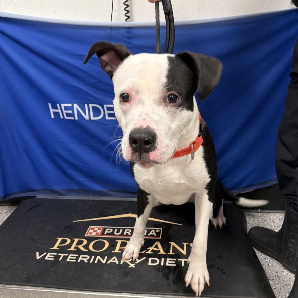 Enlarge Doyle, a Adoptable mixed breed in Henderson, NV image 2/3
