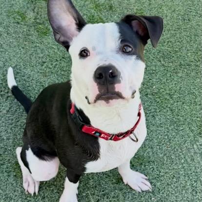 Enlarge Doyle, a Adoptable mixed breed in Henderson, NV image 3/3