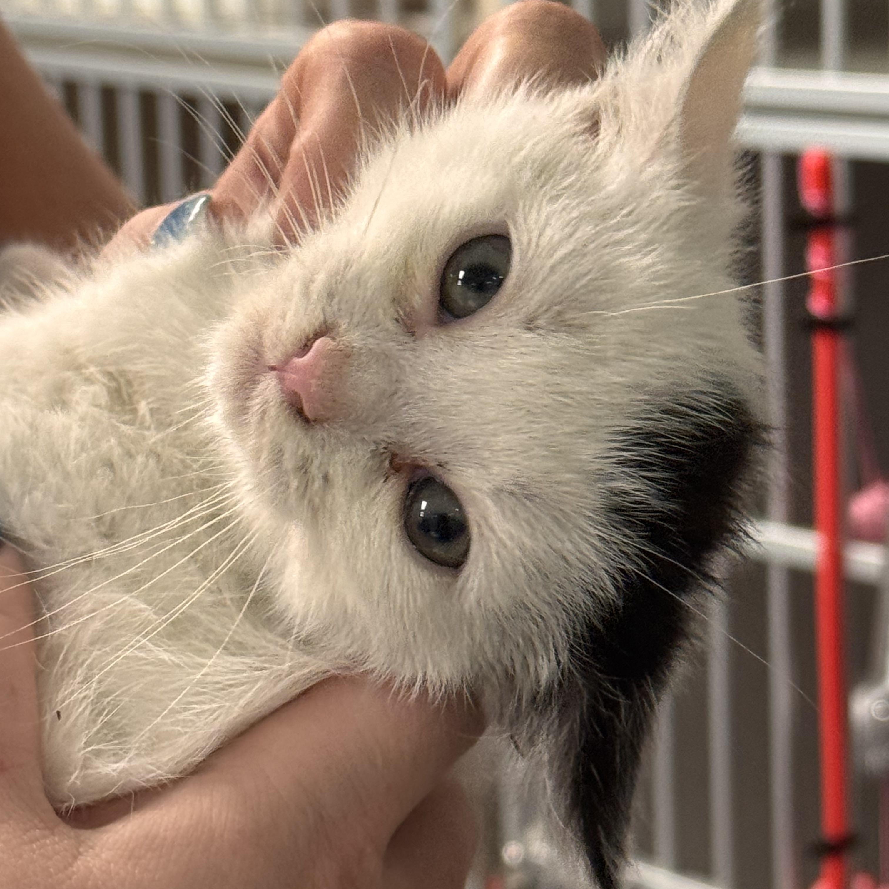 Enlarge Oscar Mayer, an adopted Domestic Short Hair in Pottsville, PA image 2/2