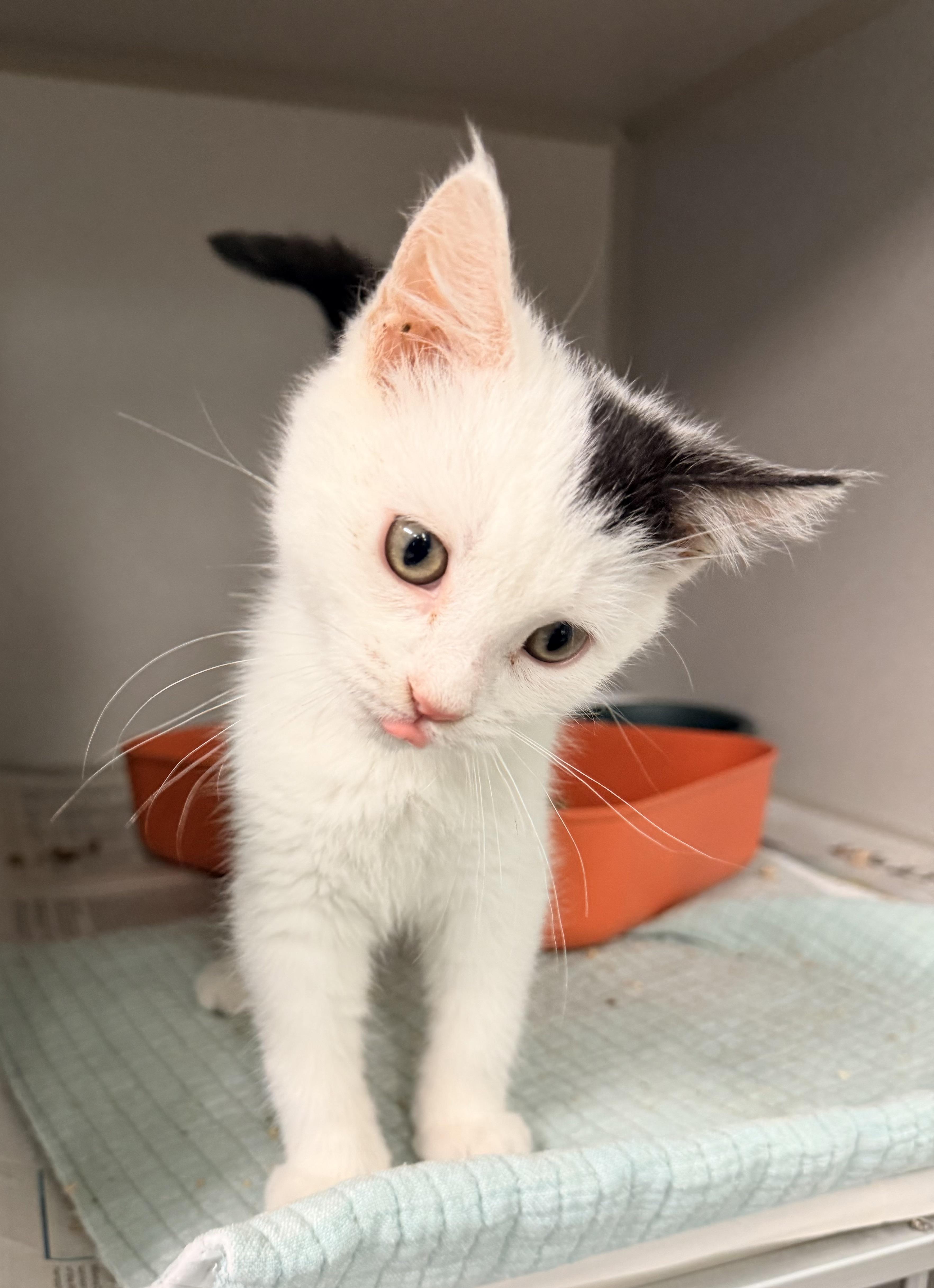 Enlarge Oscar Mayer, an adopted Domestic Short Hair in Pottsville, PA image 1/2