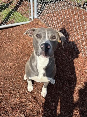 Enlarge RUFUS, a Adoptable mixed breed in Panama City, FL image 1/1