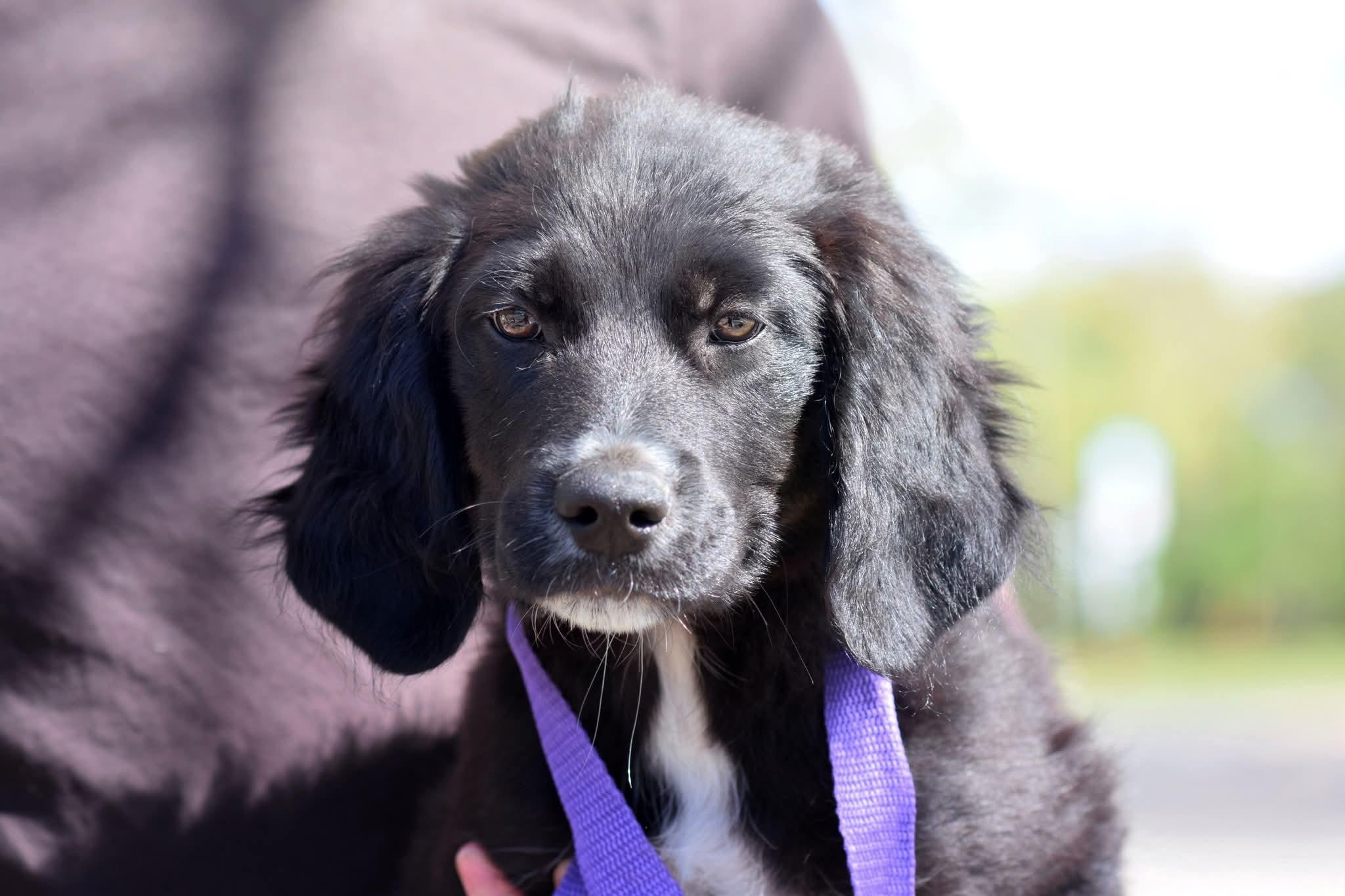 Clinton, adopted, Puppy Male Mixed Breed & Border Collie.