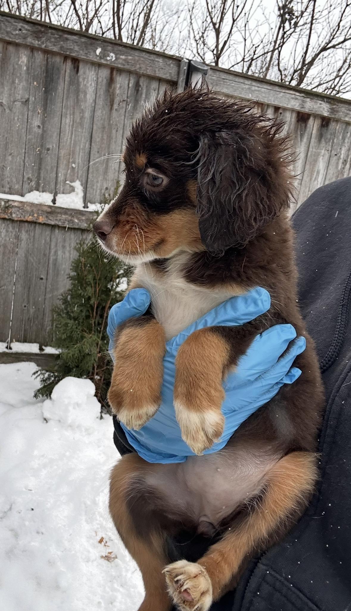 Finch, a ADOPTABLE mixed breed in Arlington Heights, IL image 4/5