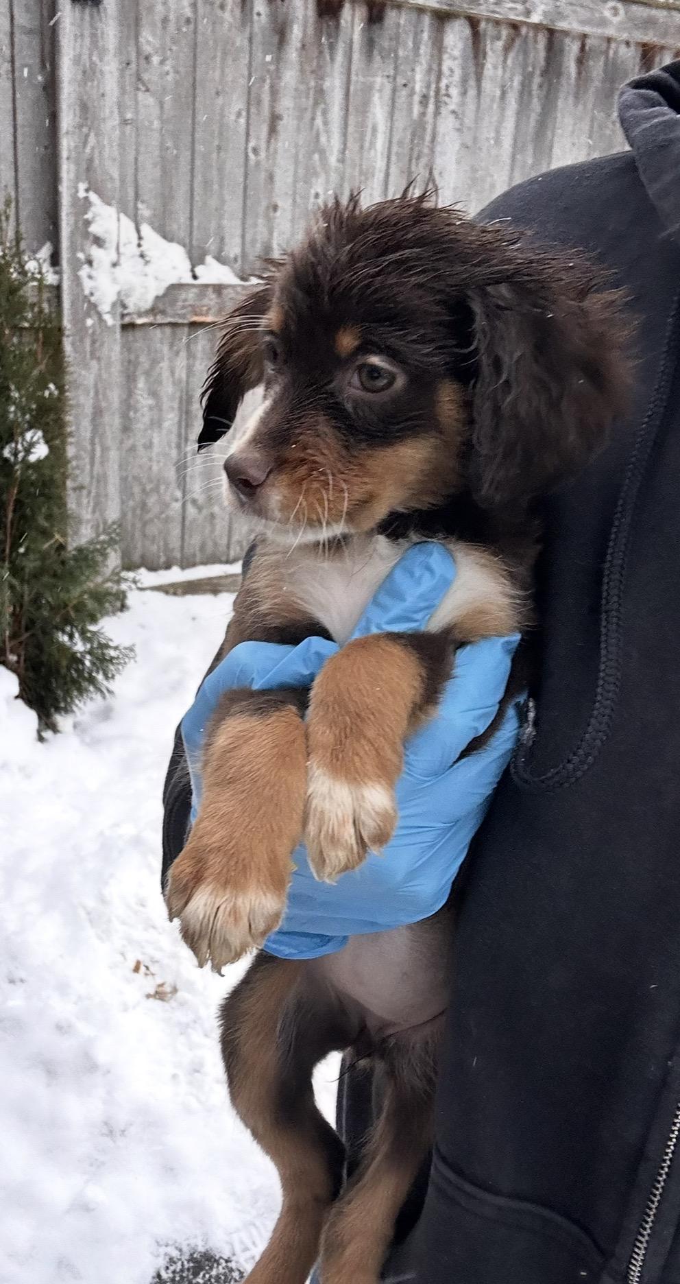 Finch, a ADOPTABLE mixed breed in Arlington Heights, IL image 5/5