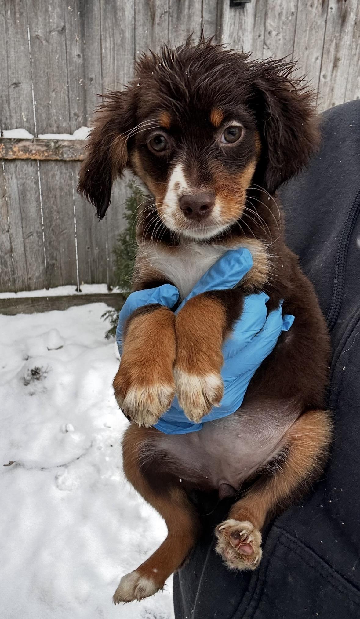 Finch, ADOPTABLE, Puppy Female Australian Shepherd.