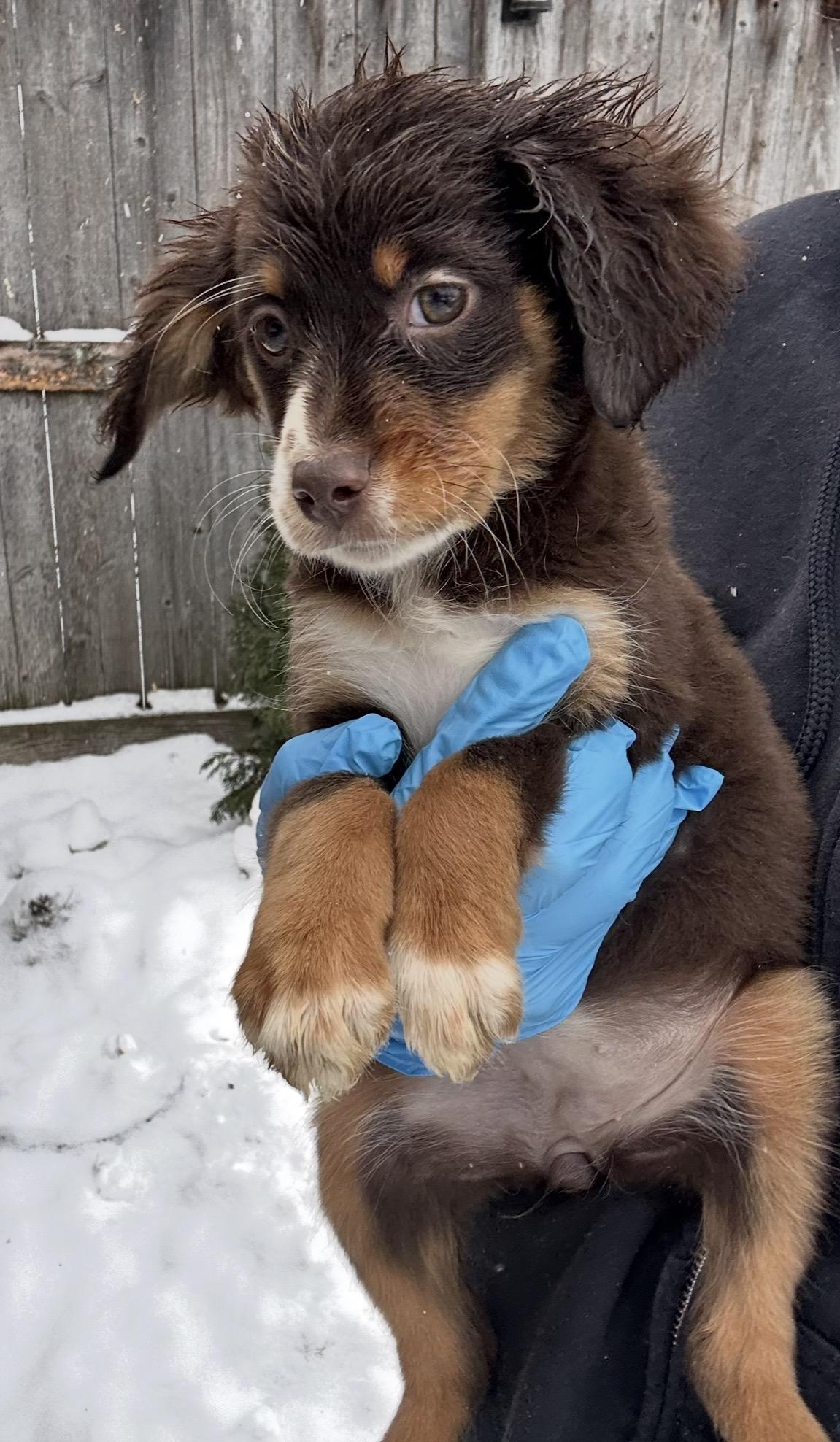 Finch, a ADOPTABLE mixed breed in Arlington Heights, IL image 2/5