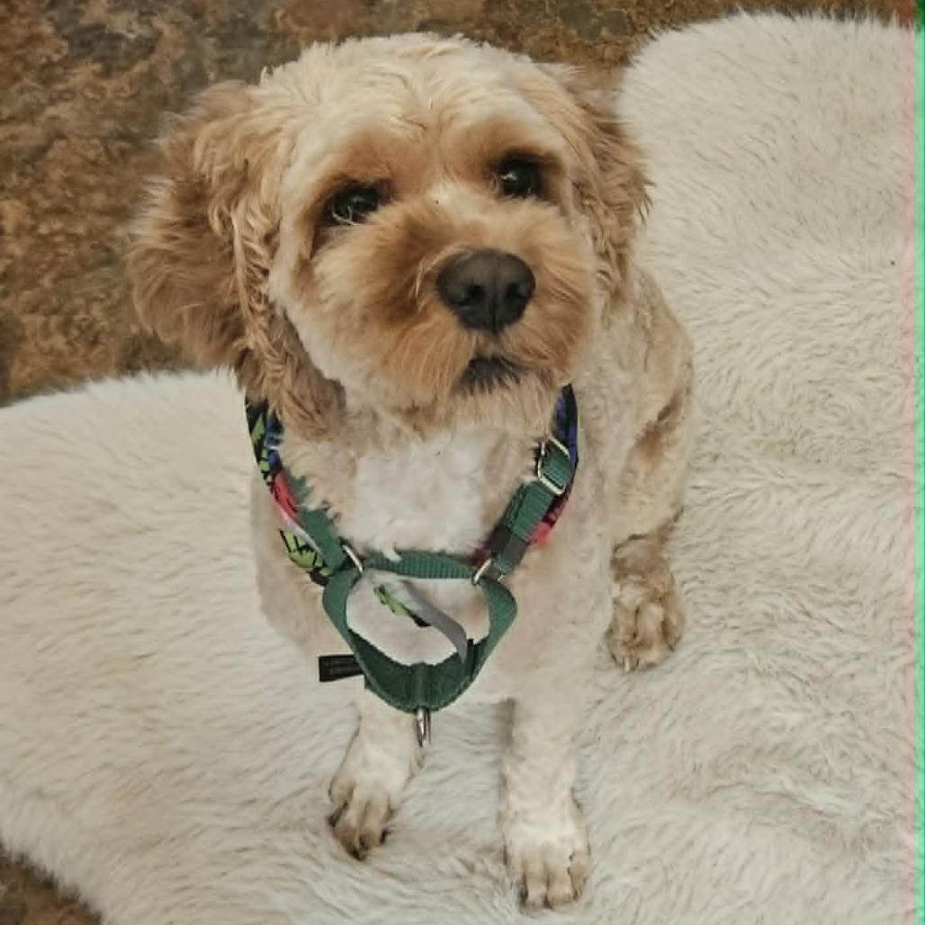 Dobby, Adoptable, Adult Male Cocker Spaniel & Miniature Poodle.