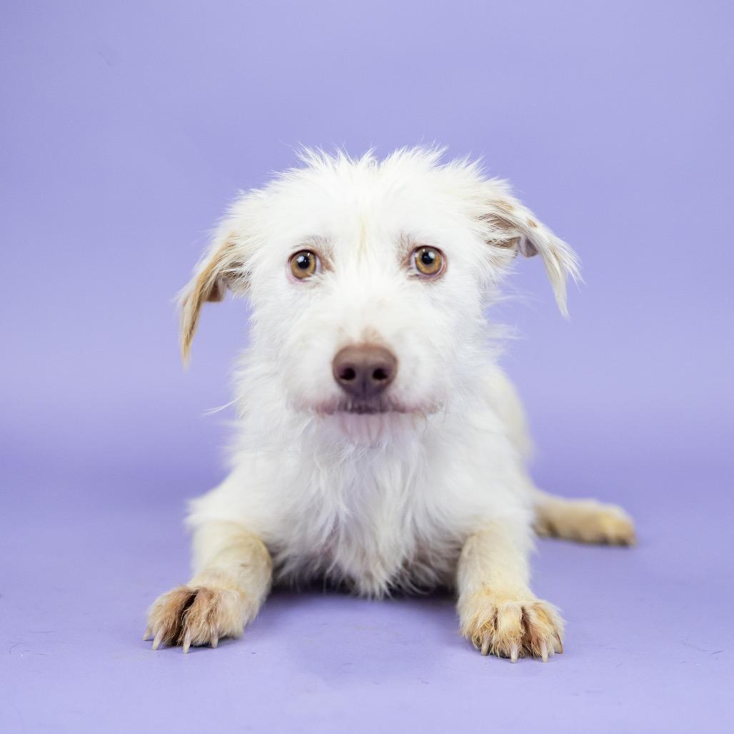 Roxanne, a Adoptable Terrier in Portland, OR image 1/5