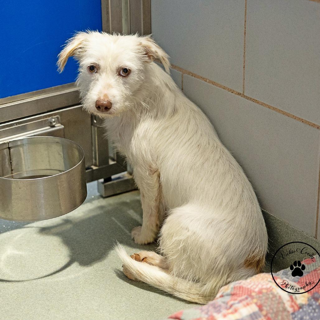 Roxanne, a Adoptable Terrier in Portland, OR image 2/5