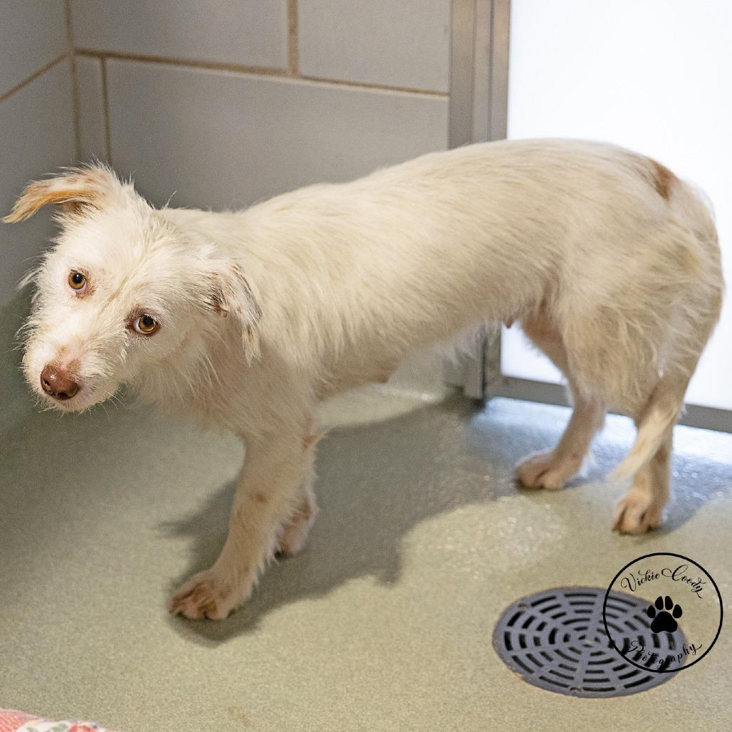 Roxanne, a Adoptable Terrier in Portland, OR image 4/5