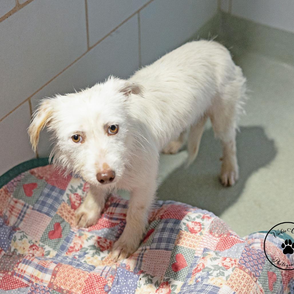 Roxanne, a Adoptable Terrier in Portland, OR image 5/5