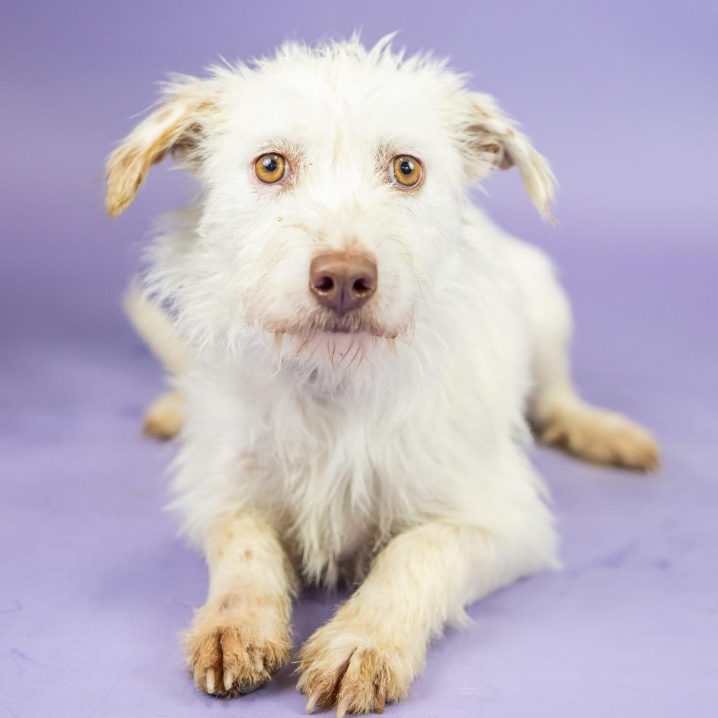 Roxanne, a Adoptable Terrier in Portland, OR image 3/5