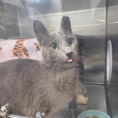 Enlarge Heaven Blue, a Adoptable Domestic Short Hair in Las Vegas, NV image 1/6