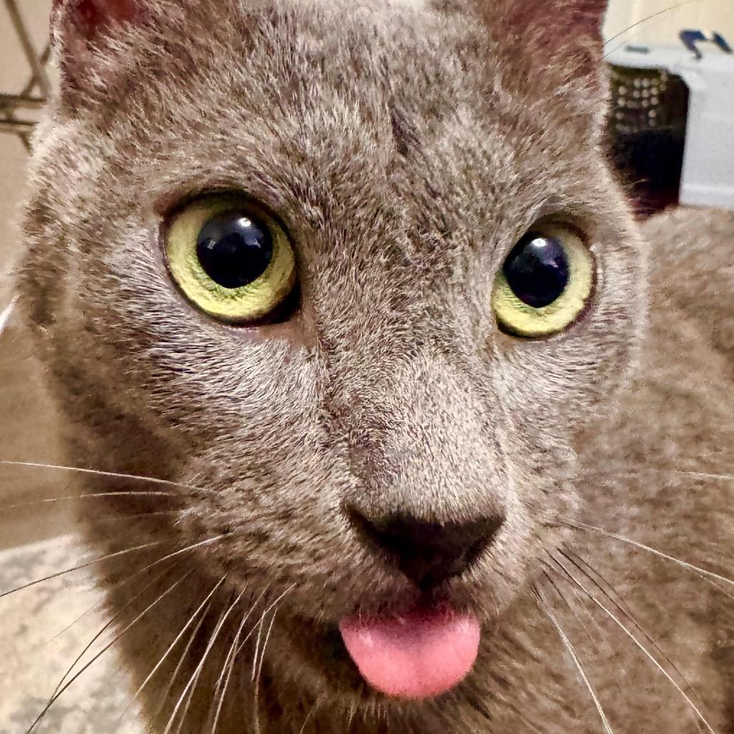 Enlarge Heaven Blue, a Adoptable Domestic Short Hair in Las Vegas, NV image 2/6