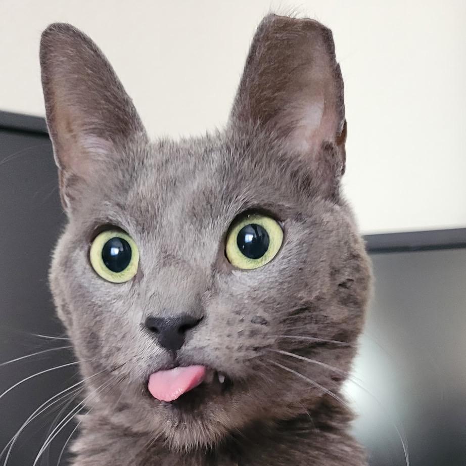 Enlarge Heaven Blue, a Adoptable Domestic Short Hair in Las Vegas, NV image 3/6