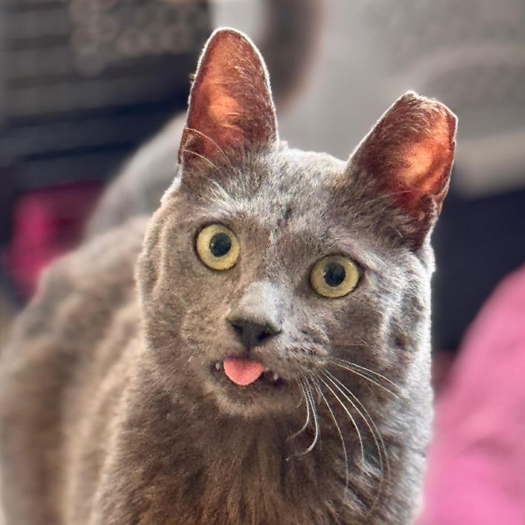 Enlarge Heaven Blue, a Adoptable Domestic Short Hair in Las Vegas, NV image 5/6