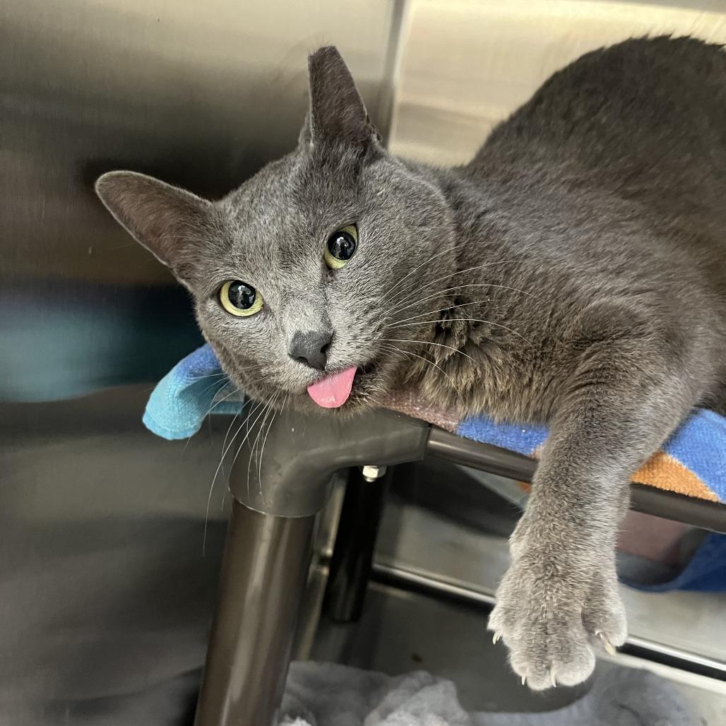 Enlarge Heaven Blue, a Adoptable Domestic Short Hair in Las Vegas, NV image 6/6